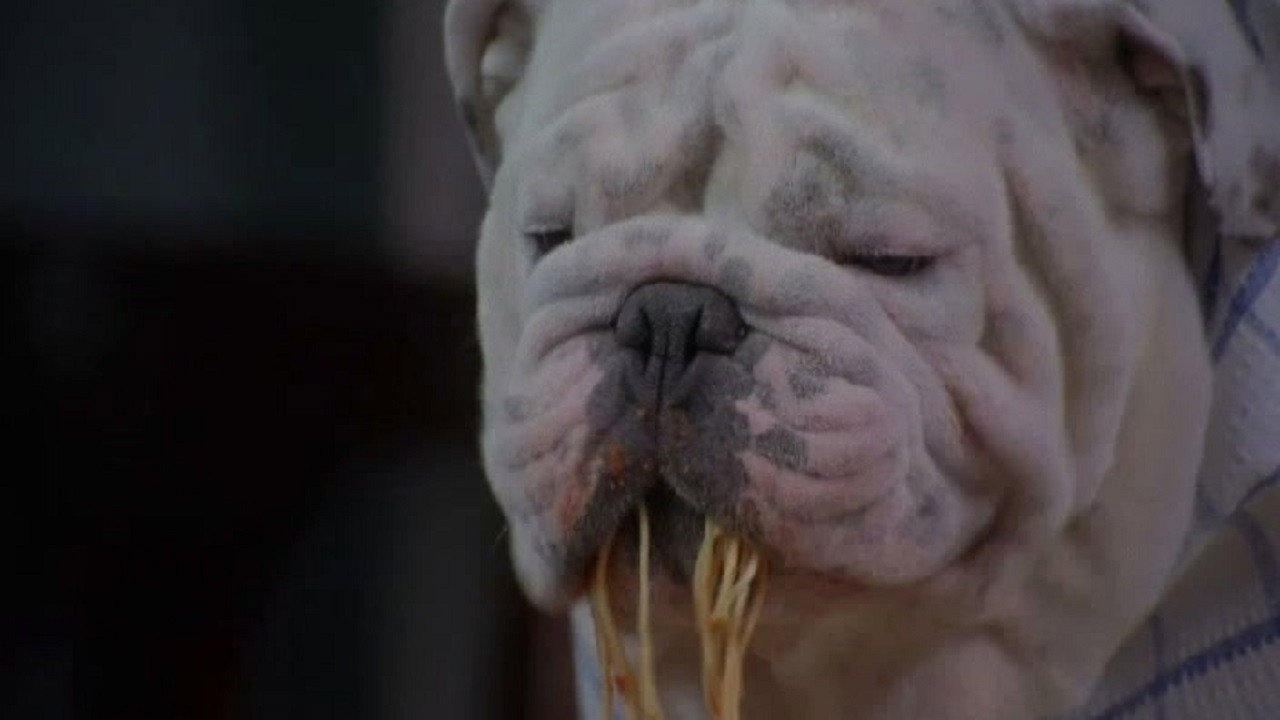 O Poderoso Cachorrão